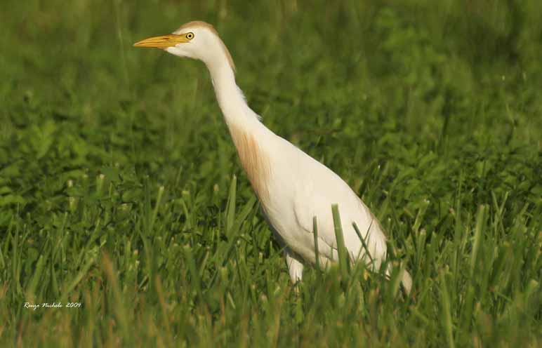 Airone guardabuoi - Bubulcus ibis